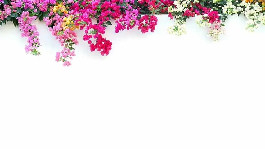 Bougainvillea naturally appear in white, yellow, red, and purple colors