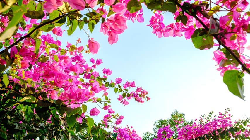 Bougainvillea needs adequate irrigation, direct sunlight, and warm temperatures to thrive
