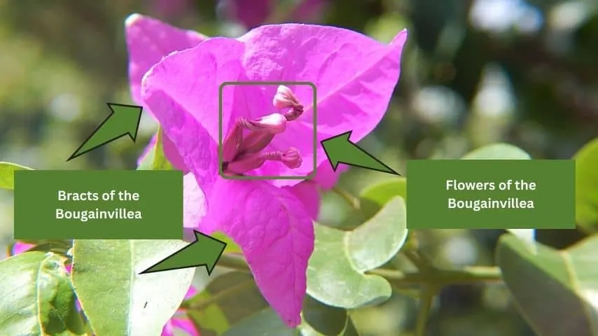 Bracts are the special structures of the Bougainvillea plant that resembles leaves and protect the three flowers inside them