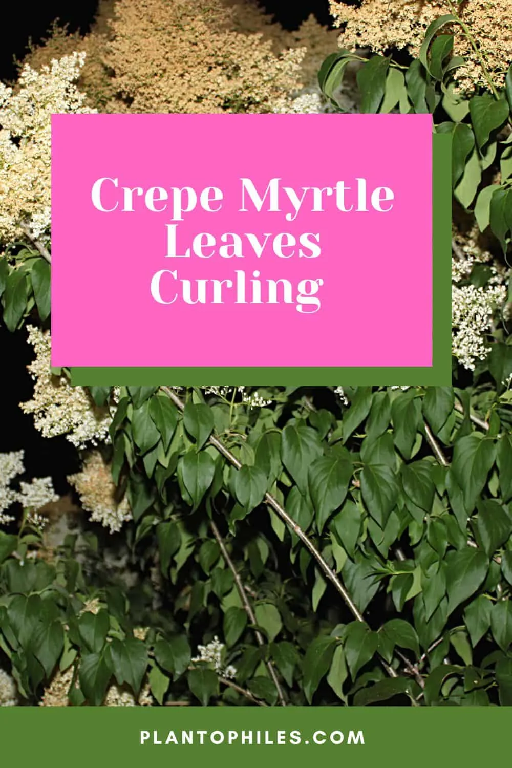 Crepe Myrtle Leaves Curling
