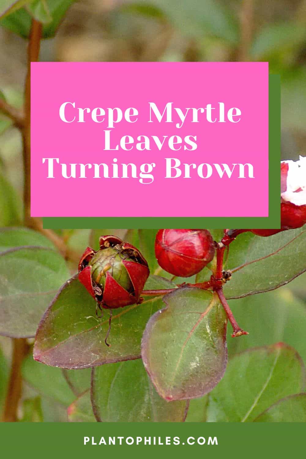 Crepe Myrtle Leaves Turning Brown