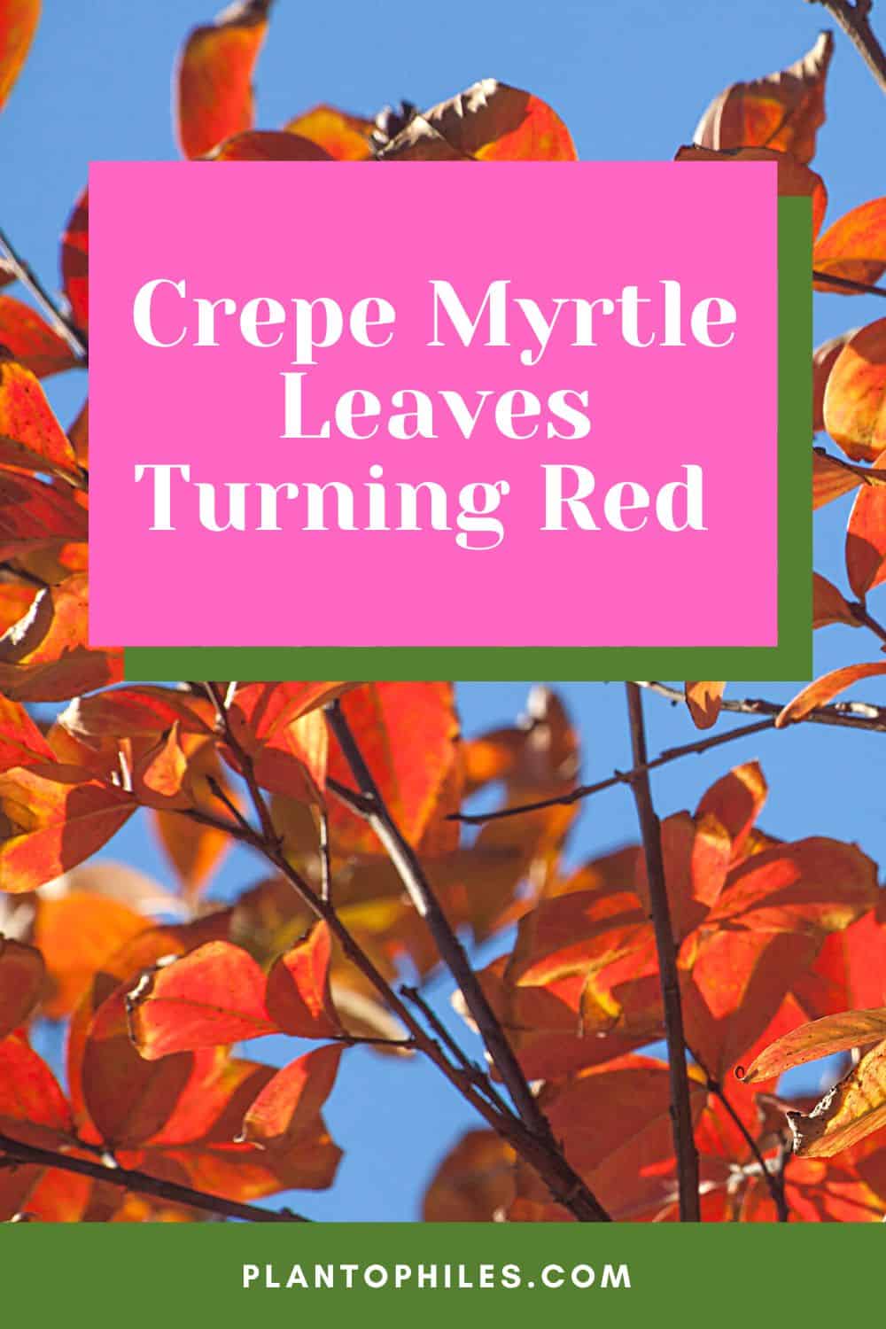 Crepe Myrtle Leaves Turning Red