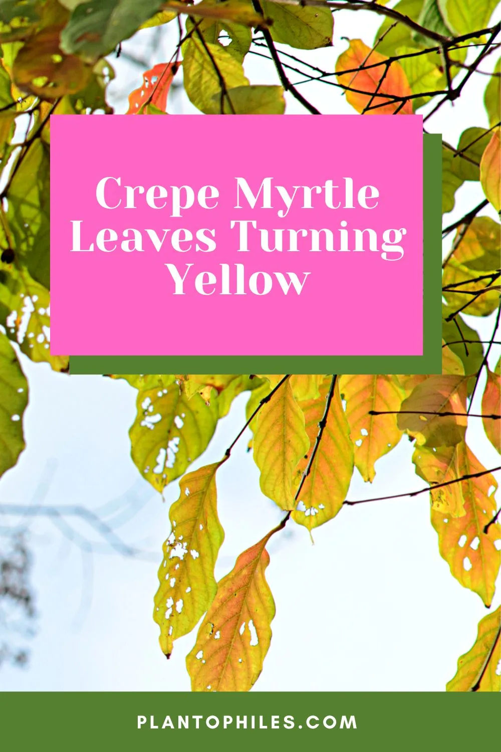 Crepe Myrtle Leaves Turning Yellow