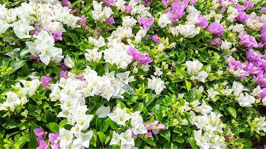 Cross breeding in bougainvillea can be one of the causes of why its leaves turn white