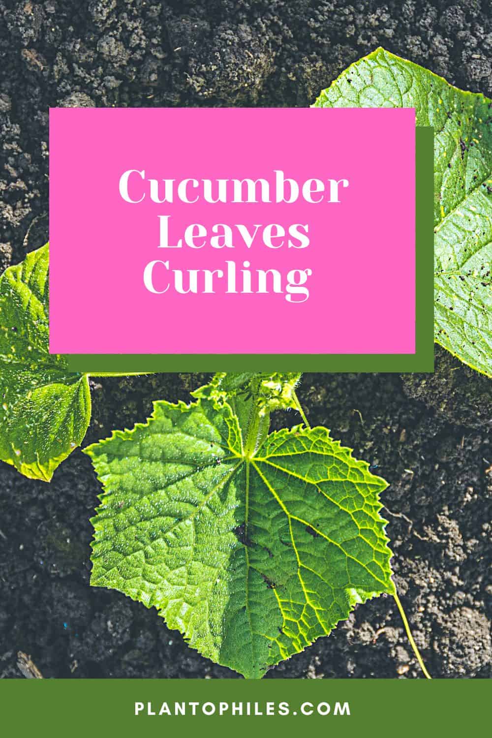 Cucumber Leaves Curling