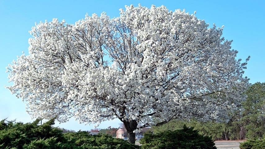 Dogwood trees are considered as majestic ornamental trees