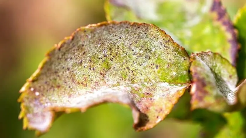 Fungal diseases like powdery mildew on your dogwood tree can weaken and ultimately kill it