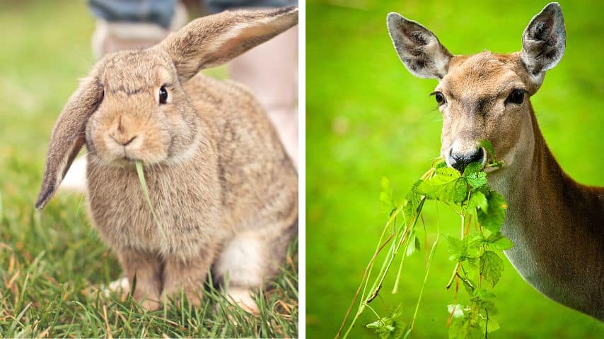 Herbivores like rabbits and deer can visit your garden and begin eating your lilac's leaves, causing enough damage to turn them brown