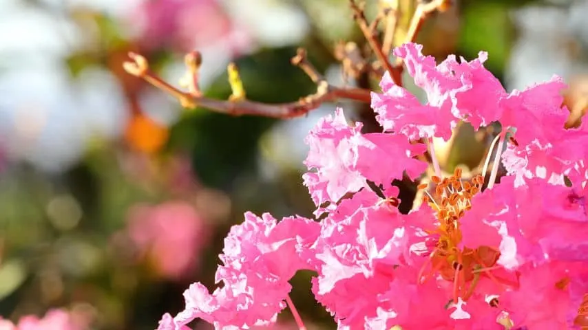 If the crepe myrtle receives too much sunlight, its leaves start to curl and eventually drop off
