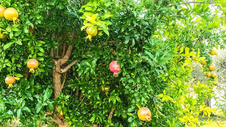 If the leaves of your pomegranate tree begin to yellow, it could possibly be due to seasonal pattern