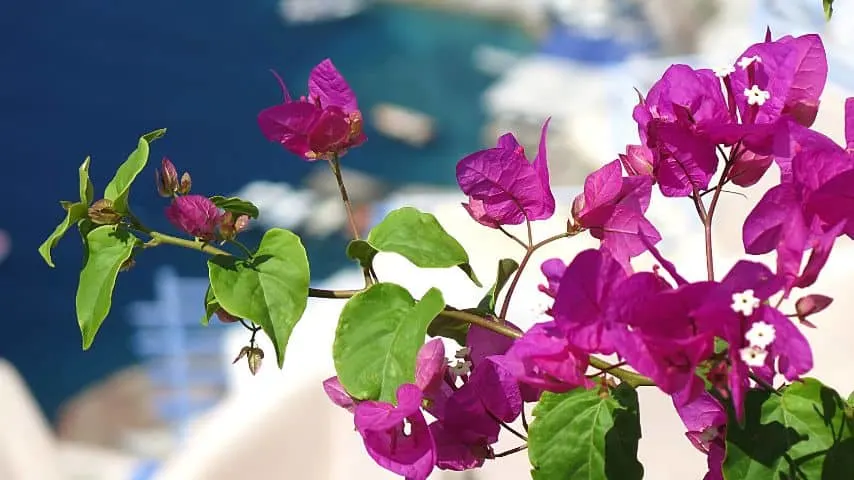 If you are able to emulate the parched and waterlogged cyle of the Bougainvillea plant in South America, it will thrive
