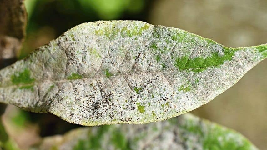 If you leave your bougainvillea leaves filled with powdery mildew, the plant will eventually die