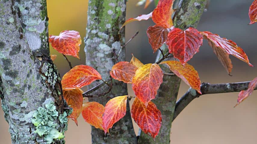 If you notice red leaves on your dogwood tree, it could be due to it having the dogwood borer