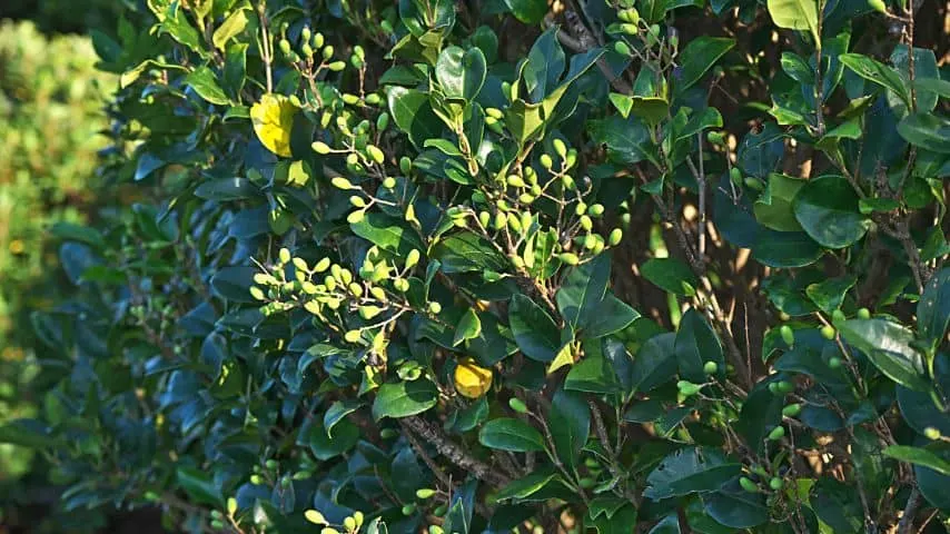 If your ligustrum doesn't receive at least 6 hours of sunlight each day, its leaves will turn yellow