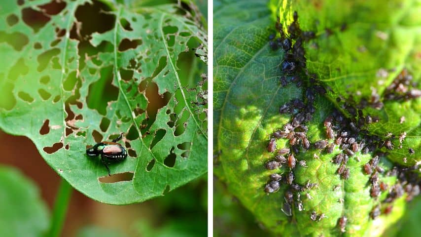 Insects like Japanese beetles and aphids can also damage the lilac's leaves, ultimately turning them brown