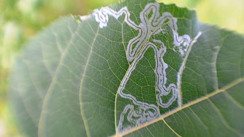 Leaf miners leave a spidery network of white latticework on the bougainvillea's leaves