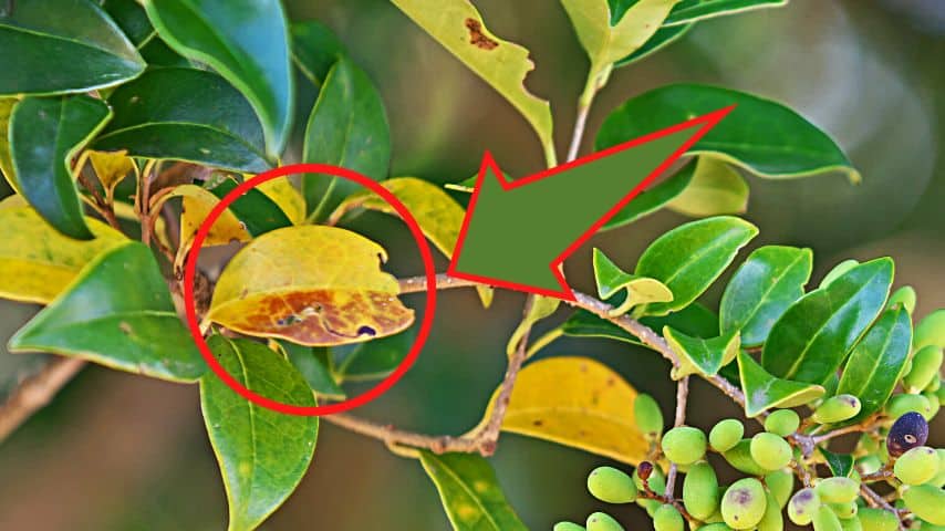 Leaf spot and other fungal diseases can also cause a ligustrum's leaves to turn yellow
