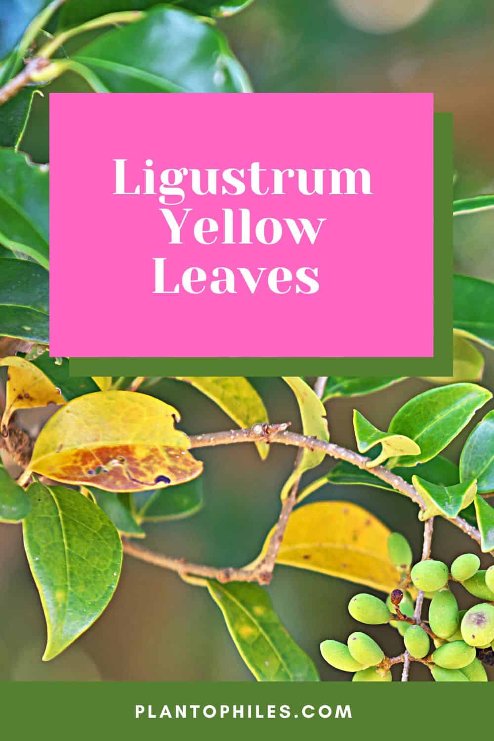 Ligustrum Yellow Leaves