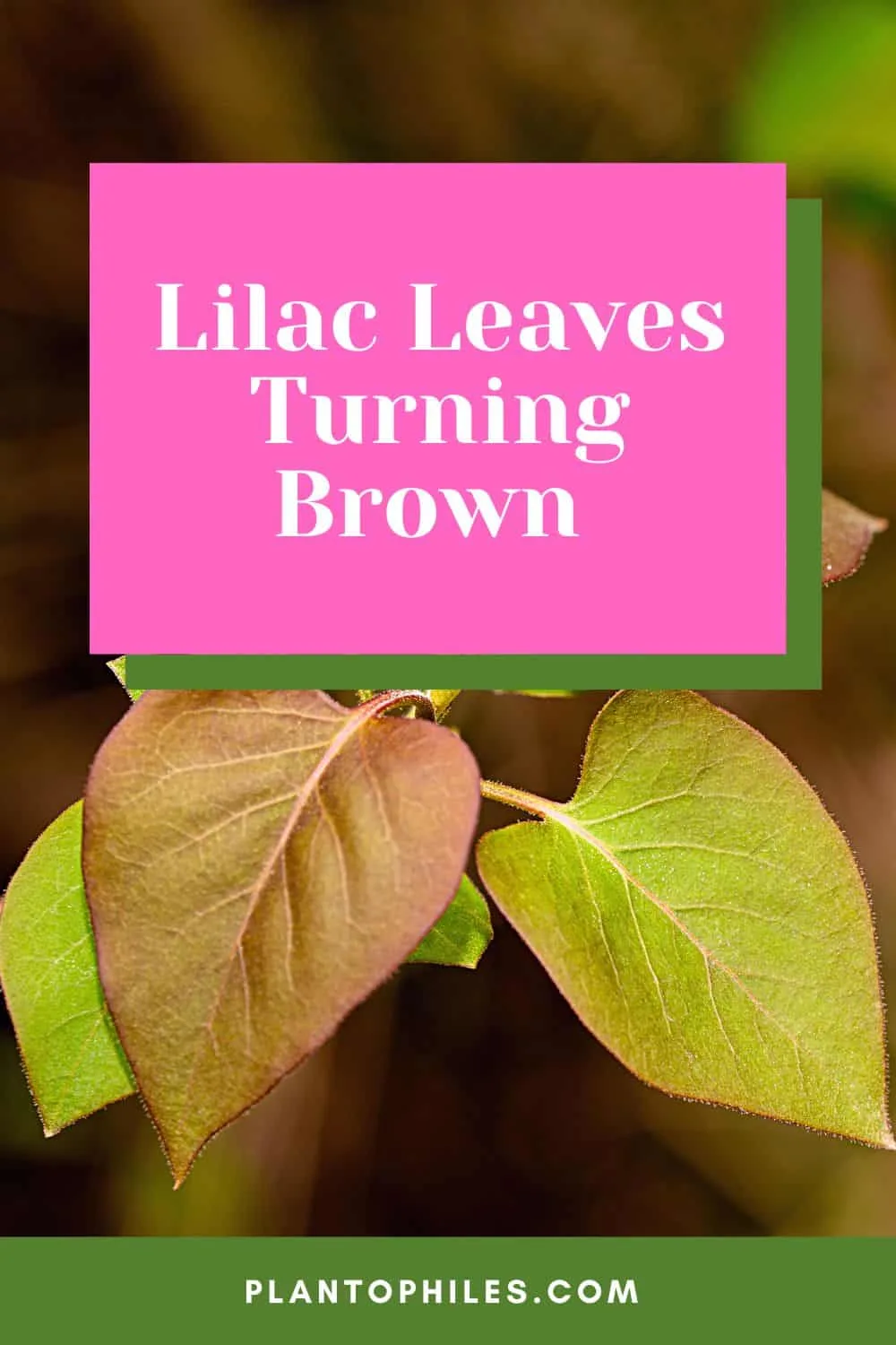 Lilac Leaves Turning Brown