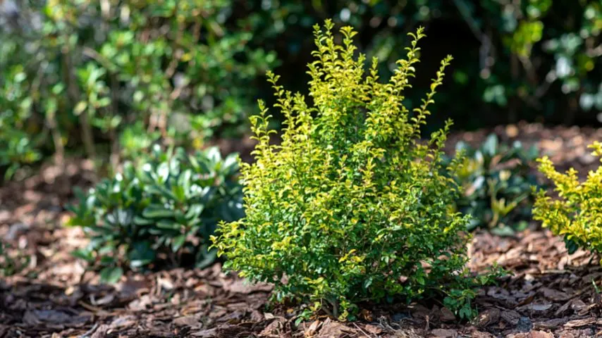 Make sure to plant your ligustrum 8-15 feet apart from each other so its foliage can dry more quickly after rainfall, preventing yellowing of its leaves