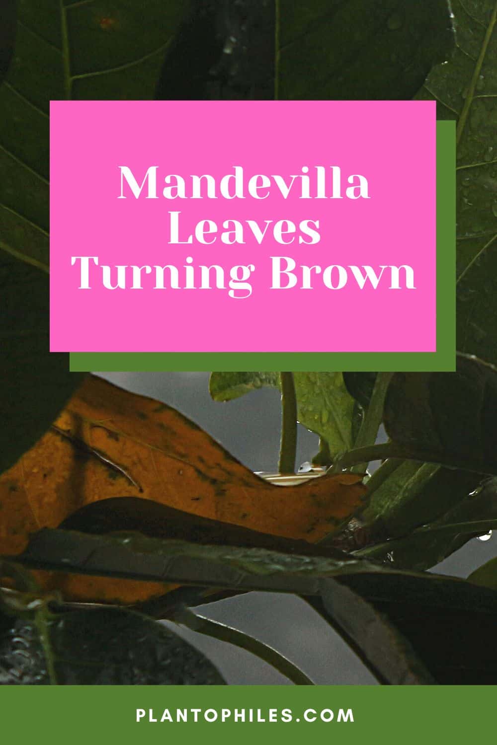 4 Causes of Mandevilla Leaves Turning Brown 