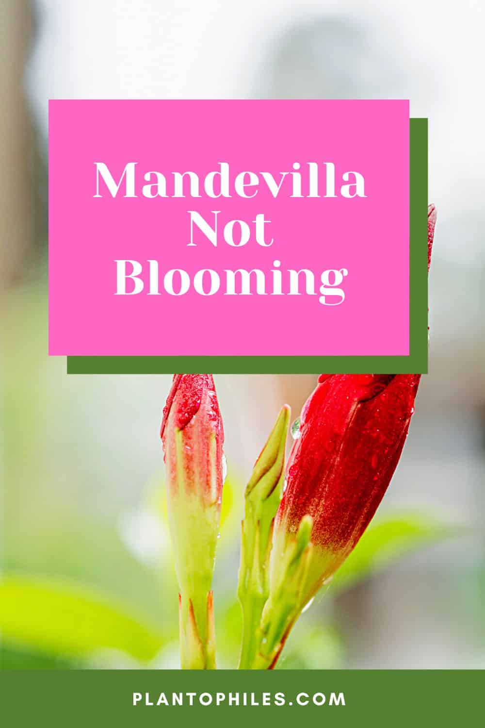 Mandevilla Not Blooming