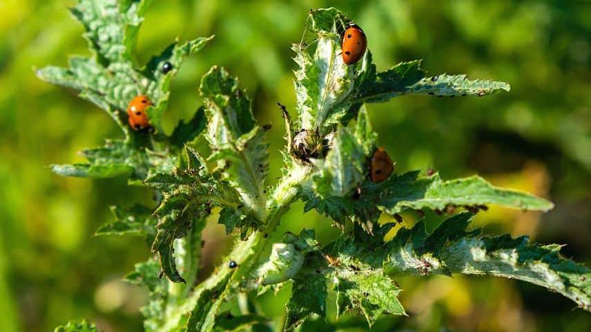 One natural way to treat aphids on your crepe myrtle is to introduce ladybugs to it