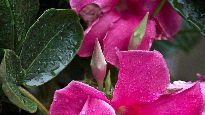 Only water your Mandevilla into the soil if you find that its leaves are dull and limp instead of glossy