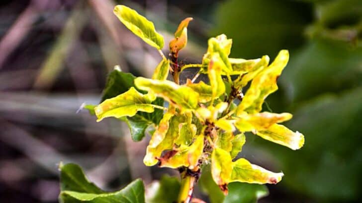 Pomegranate Leaves Turning Yellow — 7 Bothersome Reasons