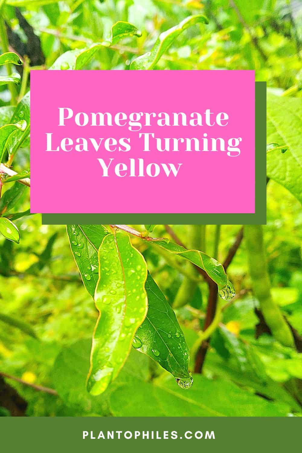 Pomegranate Leaves Turning Yellow