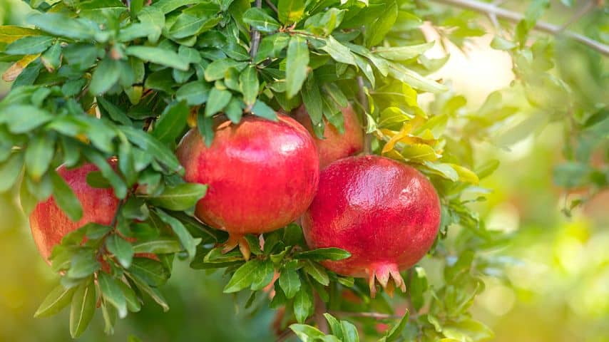 Pomegranates are round and red fruits with thick skin that grow from a small deciduous