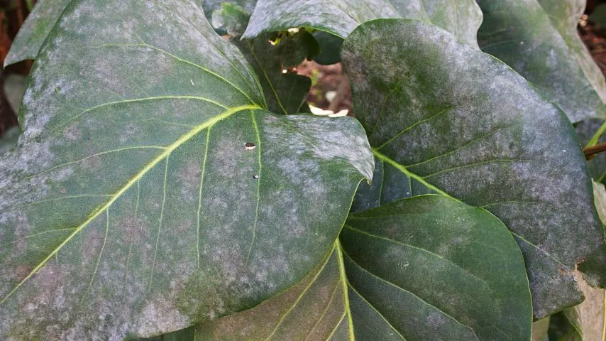 Powdery  mildew, which appears as white or grayish-white spots, is another disease that causes the leaves of the lilac to turn brown