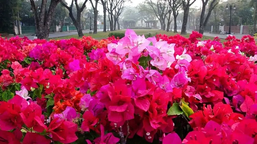 Since they're tropical plants, bougainvillea can only survive a day or two during a cold spell