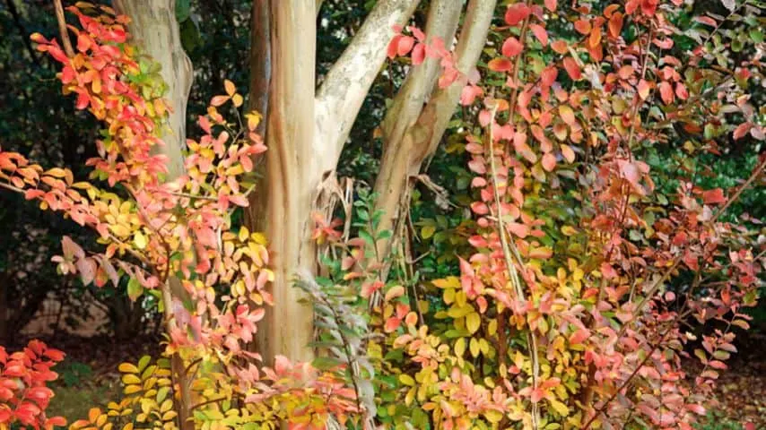 Some species of the Crepe Myrtle are known to have red leaves, so it's nothing to worry about