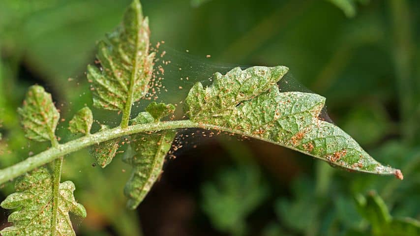 Spider mites on your ligustrum, just like on this tomato's foliage, can cause yellowing of its leaves  