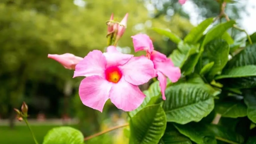 To properly care for a Mandevilla, it must be exposed to sunlight for at least 6 hours, maintain a 45-degree Fahrenheit temperature, and avoid overfertilization
