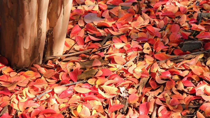 The leaves of the crepe myrtle can also turn red due to season change as the weather cools in the fall