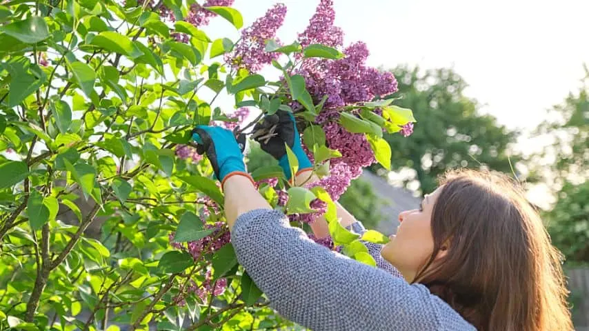 The only way to control the powdery mildew's spread on your lilac, prune all the affected leaves and branches
