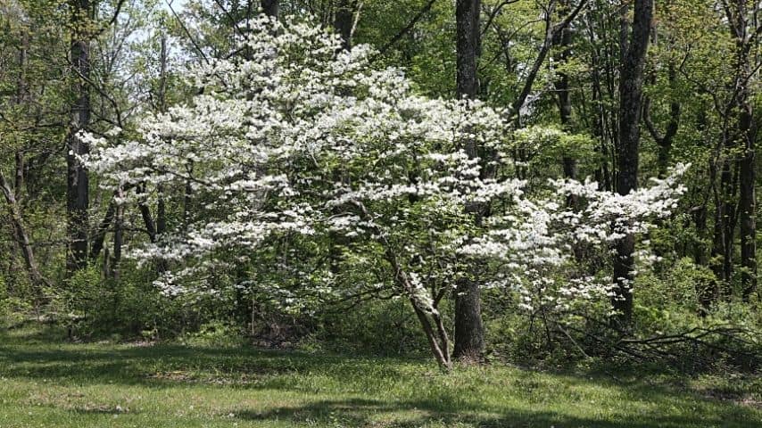 The soil where your dogwood tree is planted dictates its overall health