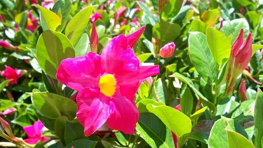 When the temperature outside is hot, check the soil where your Mandevilla is planted into as it tends to dry out faster