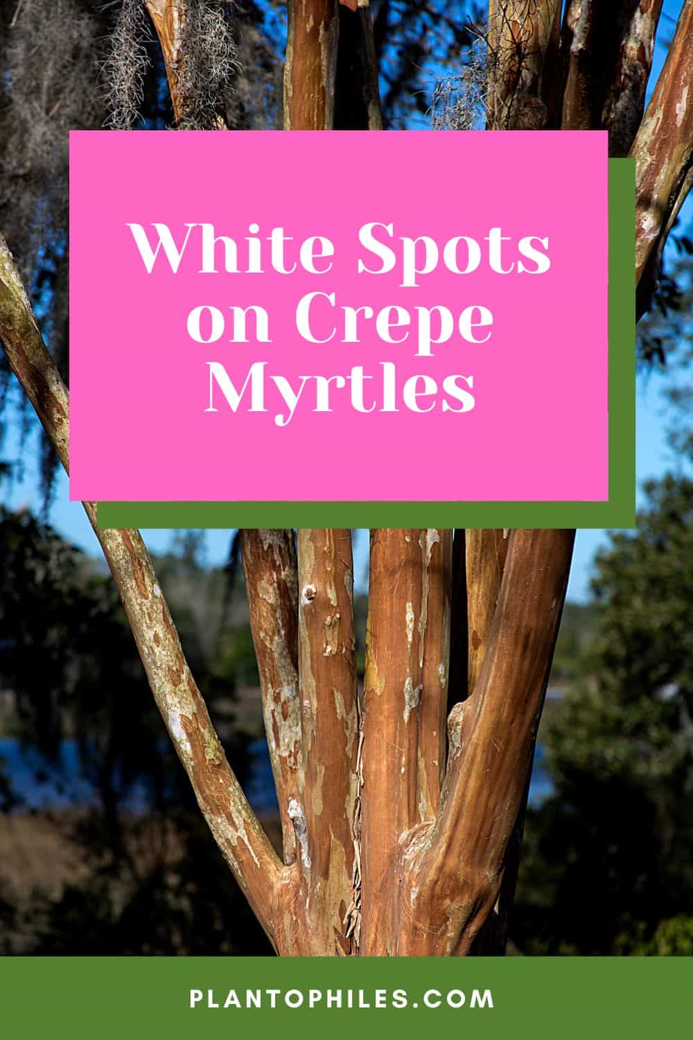 White Spots on Crepe Myrtles