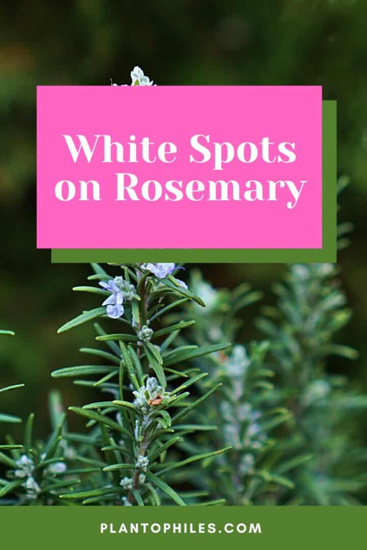White Spots On Rosemary 720x1080 