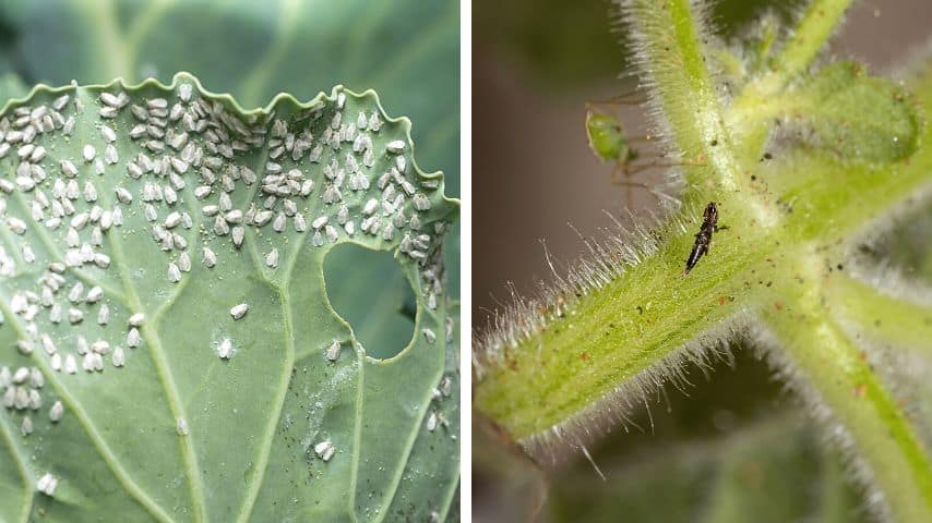 Whiteflies and thrips are also pests that love to suck on the ligustrum leaves' sap, turning them yellow