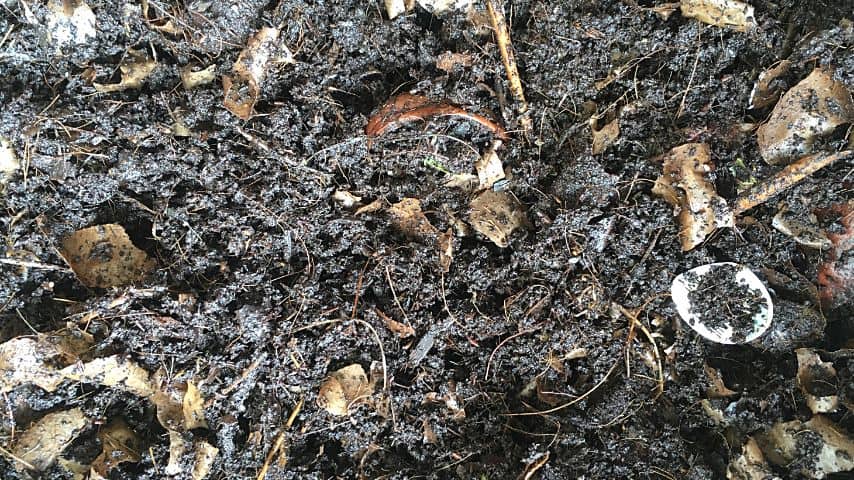 You can also address the nutritional deficiencies of your ligustrum's soil by mulching it with composted manure