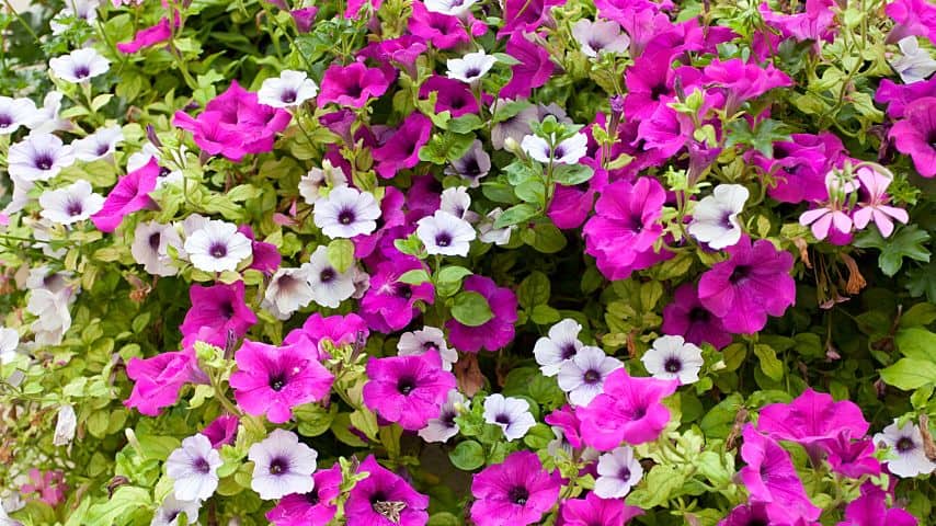 You can plant petunias near your crepe myrtle tree so the pests that attack it would be attracted to the petunias instead