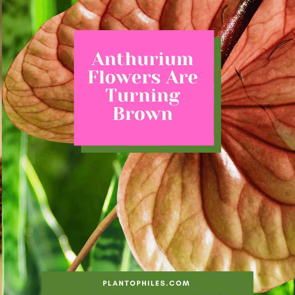 Anthurium Flowers Are Turning Brown