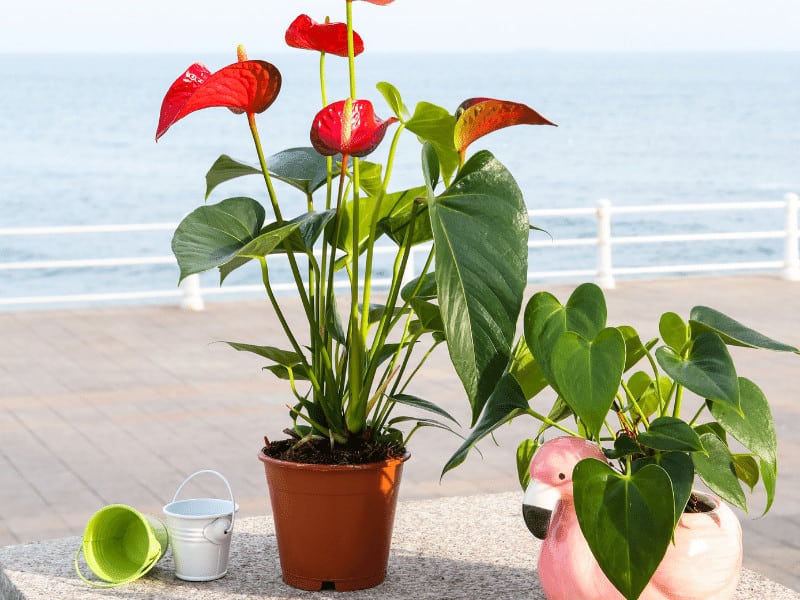 Anthurium plants should be watered once the soil is dry to the touch