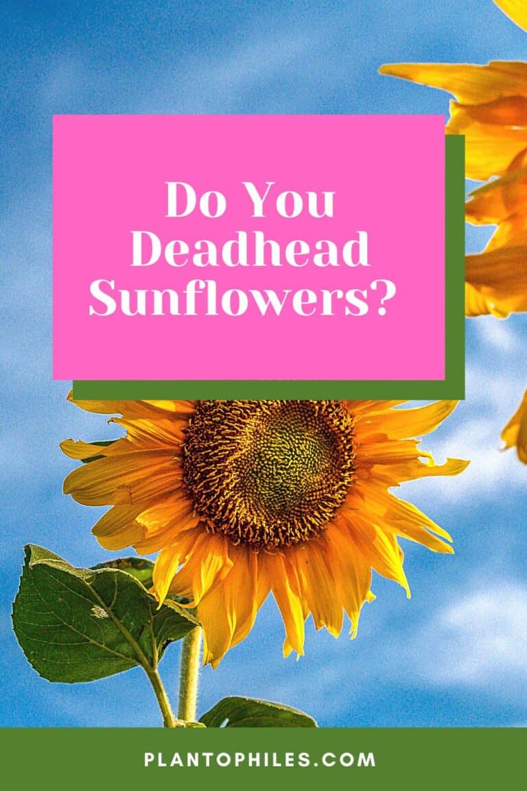 Do You Deadhead Sunflowers? The Best Answer Is...