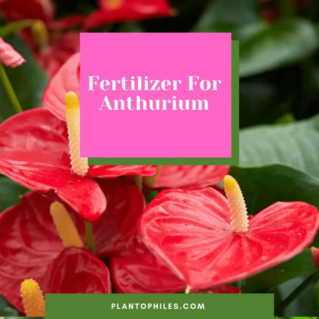 Fertilizer For Anthurium