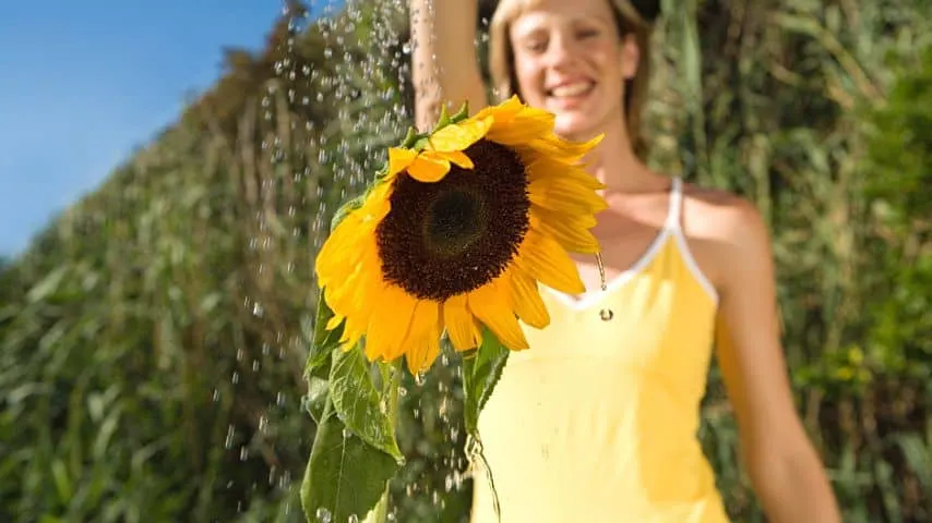 In normal weather, you water sunflowers twice a week. If the weather's hot, increase the watering frequency